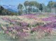 Mountain meadow and fireweed