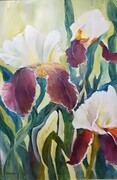 Irises 123