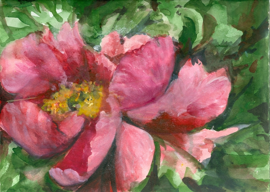 Open Peony